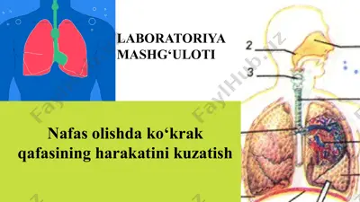 nafas olishda ko‘krak qafasining harakatini kuzatish — PPTX