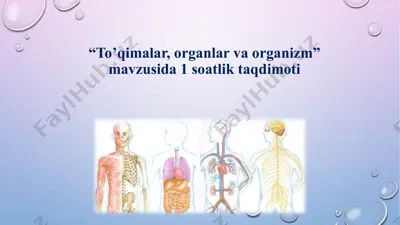 “to’qimalar, organlar va organizm” mavzusida 1 soatlik taqdimoti — PPTX