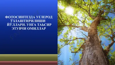 фотосинтезда углерод ўзлаштирилиши йўллари. унга таьсир этувчи омиллар — PPTX