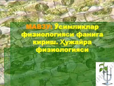 ўсимликлар физиологияси фанига кириш. ҳужайра физиологияси — PPT