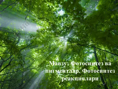 фотосинтез ва пигментлар. фотосинтез реакциялари — PPT