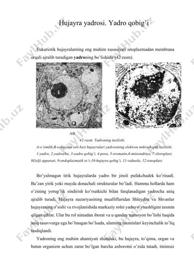 hujayra yadrosi. yadro qobig’i — DOCX
