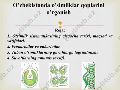 o’zbekistonda o’simliklar qoplarini o’rganish — PPT