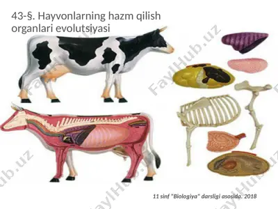 hayvonlarning hazm qilish organlari evolutsiyasi. 11 - sinff — PPTX