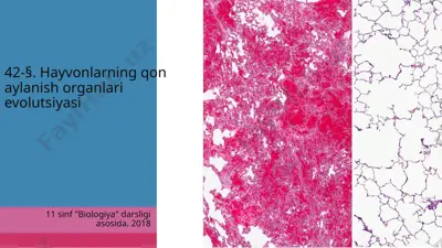 hayvonlarning qon aylanish organlari evolutsiyasi. 11 - sinf — PPTX