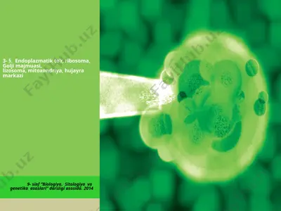 endoplazmatik to‘r, ribosoma, golji majmuasi. 9 - sinf — PPTX