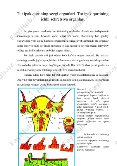 tut ipak qurtining sezgi organlari. tut ipak qurtining ichki sekretsiya organlari — DOCX