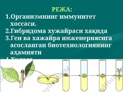 хужайра инженерияси — PPT