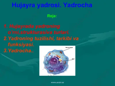 hujayra yadrosi. yadrocha — PPT