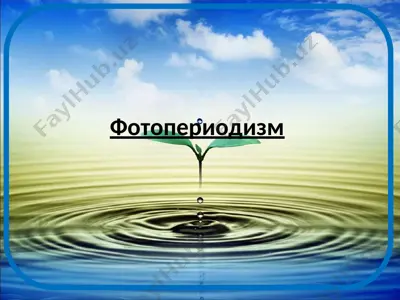 фотопериодизм — PPT