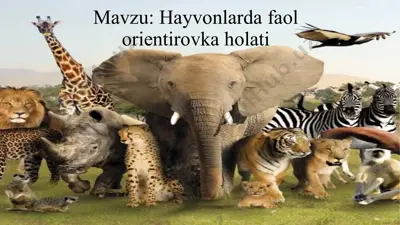 hayvonlarda orientirovka jarayoni va fiziologik asoslar — PPTX