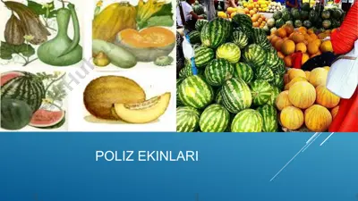 poliz ekinlari — PPTX
