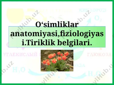 o‘simliklar anatomiyasi va fiziologiyasi kitobi — PPTX
