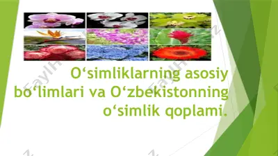 tuban o‘simliklar — PPTX