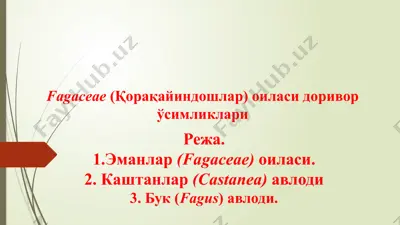 fagaceae (қорақайиндошлар) оиласи — PPTX