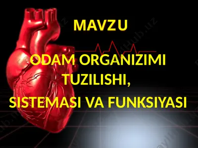 odam organizimi tuzilishi, sistemasi va funksiyasi — PPTX
