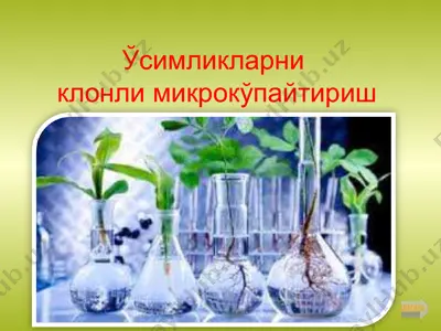 усимликларни клонли микрокўпайтириш — PPT