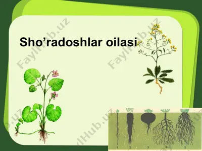 sho’radoshlar oilasi — PPTX