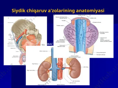 siydik chiqaruv a'zolarining anatomiyasi — PPTX