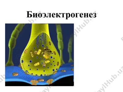 биоэлектрогенез — PPT