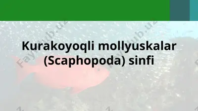 kurakoyoqli mollyuskalar (scaphopoda) sinfi — PPT