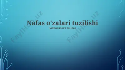 nafas o'zalari tuzilishi — PPTX
