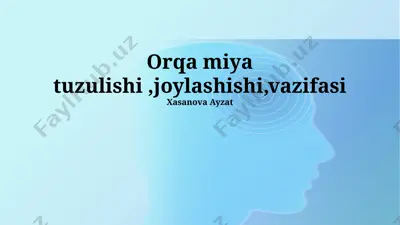 orqa miya tuzulishi ,joylashishi,vazifasi — PPTX