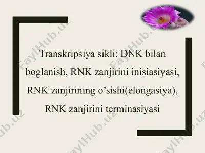trаnskripsiya sikli - dnk bilаn bоglаnish, rnk zаnjirini inisiаsiyasi, rnk zаnjirining o’sishi(elоngаsiya), rnk zаnjirini tеrminаsiyasi — PPTX