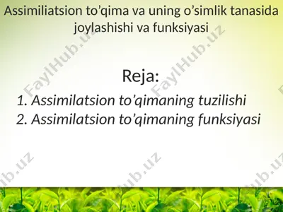 assimiliatsion to'qima va uning o'simlik tanasida joylashishi va funksiyasi — PPTX