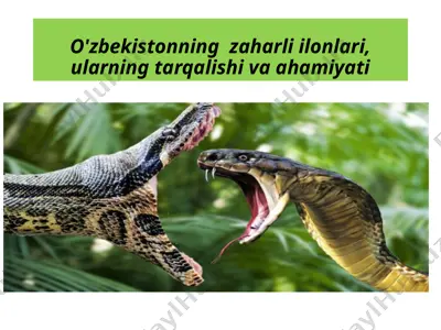 o'zbekistonning zaharli ilonlari va ularning zaharlanish xususiyatlari — PPTX