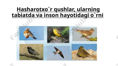hasharotxo`r qushlar, ularning tabiatda va inson hayotidagi o`rni — PPTX