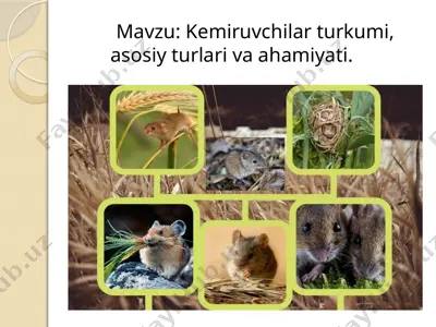 kemiruvchilar turkumi, asosiy turlari va ahamiyati — PPTX
