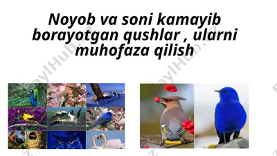 noyob va soni kamayib borayotgan qushlar, ularni muhofaza qilish — PPTX