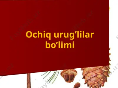 ochiq urug’lilar bo’limi 2 — PPTX