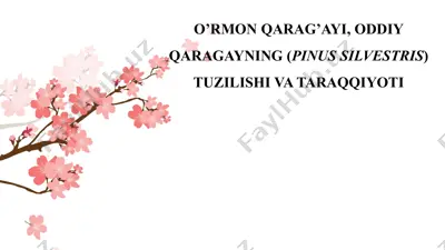 o’rmon qarag’ayi, oddiy qaragayning (pinus silvestris) tuzilishi va taraqqiyoti — PPTX