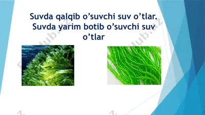 suvda qalqib o’suvchi suv o’tlar. suvda yarim botib o’suvchi suv o’tlar — PPTX