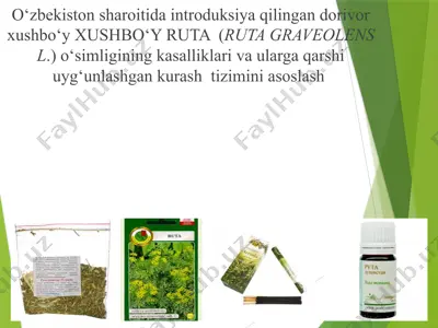o‘zbekiston sharoitida introduksiya qilingan dorivor xushbo‘y xushbo‘y ruta  (ruta graveolens l.) o‘simligining kasalliklari  — PPTX