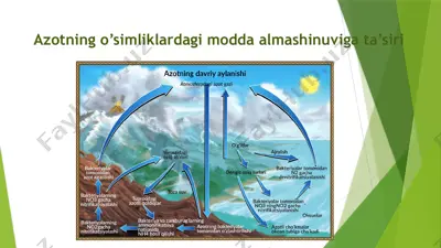 azotning o’simliklardagi modda almashinuviga ta’siri — PPTX