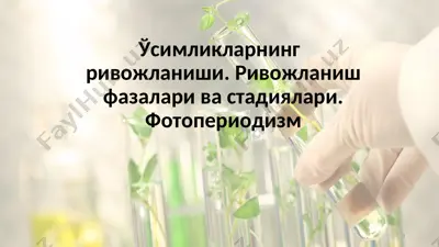 ўсимликларнинг ривожланиши. ривожланиш фазалари ва стадиялари. фотопериодизм — PPT