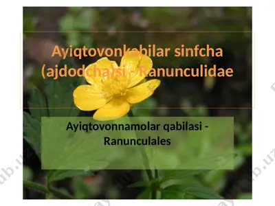 ayiqtovonkabilar sinfcha (ajdodcha)si - ranunculidae — PPTX