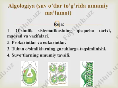 algologiya (suv o’tlar to’g’rida umumiy ma’lumot) — PPTX