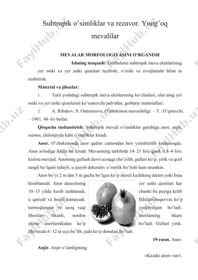subtropik o’simliklar va rezavor. yong’oq mevalilar — DOCX