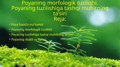 poyaning morfologik tuzilishi. poyaning tuzilishiga tashqi muhitning ta’siri — PPTX