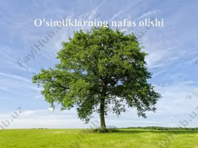 o'simliklarning nafas olishi — PPTX