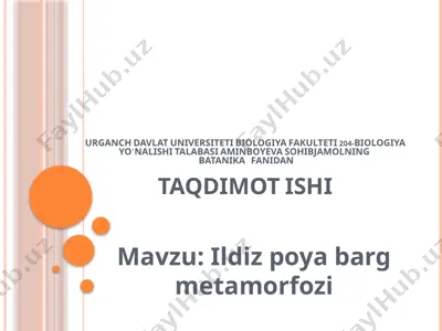 ildiz poya barg metamorfozi taqdimoti — PPTX