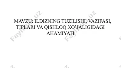 ildizning tuzilishi, vazifasi, tiplari va qishloq xo‘jaligidagi ahamiyati — PPTX