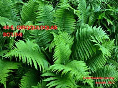 qirqquloqlar bo'limi. 6 - sinf — PPTX