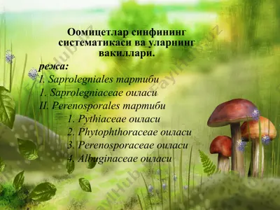 оомицетлар синфининг систематикаси ва уларнинг вакиллари — PPT