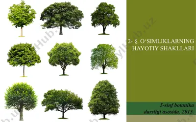 o‘simliklarning hayotiy shakllari. 5 - sinf — PPT