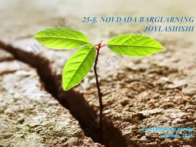novdada barglarning joylashishi. 5 - sinf — PPT